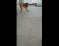 Brown Dog Moves Around Before Eating Treat 