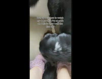 Home camera watching dogs mischief