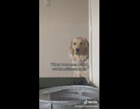 Dog sitting by doorway stares at suitcase