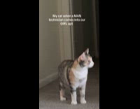 Cat stares at man technician inside apartment