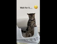 Cat poops while standing in litter box