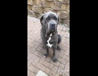 Large dog walks away squeaky toy noise 