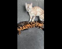 Gray Bengal cat knead tummy of other cat