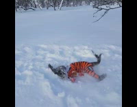black dog in orange suit playing in snow
