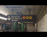 Collab WINY - Two pigeons on top of subway signboard 