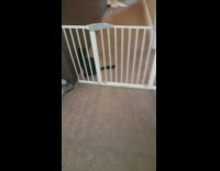 Three legged dog cat jump over gate