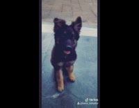 German shepherd puppy dog lays down car