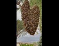 Beehive hang from tree heart shape