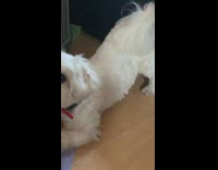 Small white dog yoga pose macbook laptop 