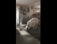 Large white dog stands couch whines ball