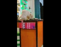 Collab PLC - Cat on Table Grabs Money Bill inside Drawer