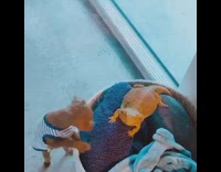 Brown dog stands touches bearded dragon reptile