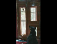 Dog growls at squirrel climbing on front door