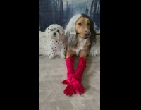 Dog wears Cruella De Ville Halloween costume