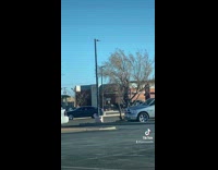Wild horses and dogs in a parking lot with mcdonalds in background