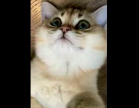 Kitten Reaches Up as Lady Rubs its Belly