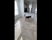 Dog exploring newly bought house