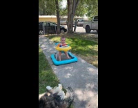 Leaf blower used at baby gets angry