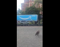 Collab WINY - Cars drive on sidewalk avoid Amazon truck