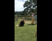 Black dress golden retriever dog yellow pants 