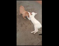 Collab PLC - Cat Holds Down Dog as it Licks it
