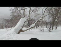 Snowboard jump tree trunk fail