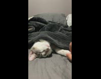Guy tucks in cat sleeping under blanket 