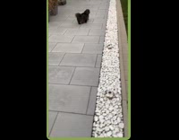 Small grey brown dog jumps hits face 