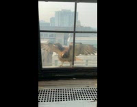 Collab winy - Hawk bird spread wings outside the window