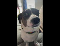 Dog shares his words of wisdom quietly 