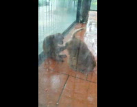 Monkey eats lice from butt of monkey