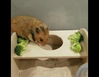 Pet hamster eats and stuffs broccoli on its cheeks