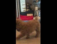 small brown dog falls out of wine rack