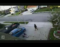 Guy hanging christmas lights falls off ladder 