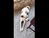 White dog tilts head at meowing audio