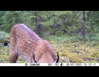 Wild Lynx closeup view caught on camera at the forest