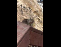 Squirrel making high pitch sounds like chirping