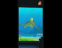 Disneyland crush turtle names kids part 1 