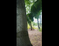 Tree leaf slaps the tree log repeatedly