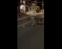 Deer follow guy walk on street night