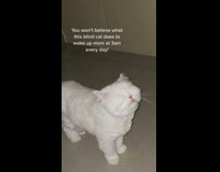 White cat with no eyes walking around on the ground meowing