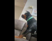 Cat and Dog Plays Cautiously at One Another