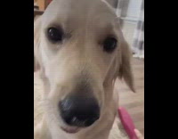 Girl brushes white dog and puts fur on head, wii theme song