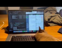 Cat lays down on laptop deleting hoomans work 