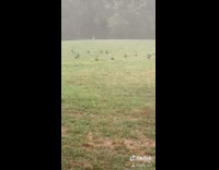 Brown geese ducks stand outside grass rain 