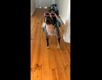 Black white dog elsa costume frozen barks 