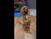 Brown dog stand with one arm up