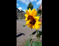 Sunflower grows extra petals on its core