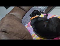 Dog on couch gets boop from owner