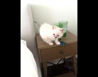 Grey white kitten falls off wood nightstand 